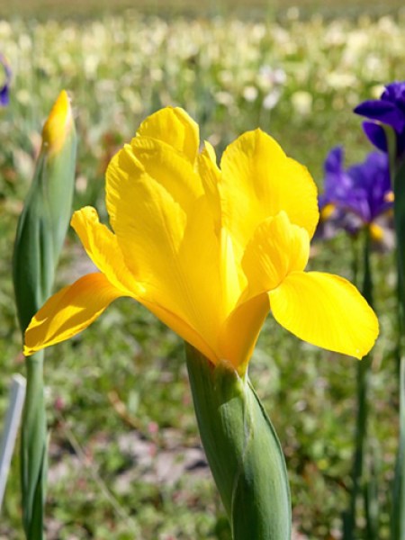 Iris holl. royal yellow.jpg